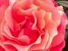 IMG_0221.web