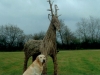dog-wicker-stag